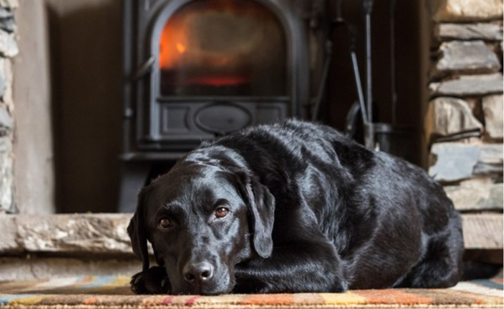 Create an Evacuation Plan For Your Pets